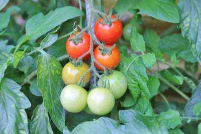 Die Gründe für das Auftreten  Blättern in Tomaten