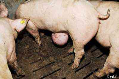 Die häufigsten Krankheiten von Schweinen