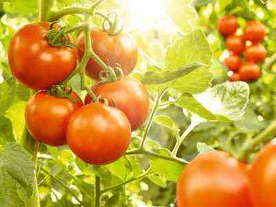 Die optimale Temperatur für den Anbau von Tomaten