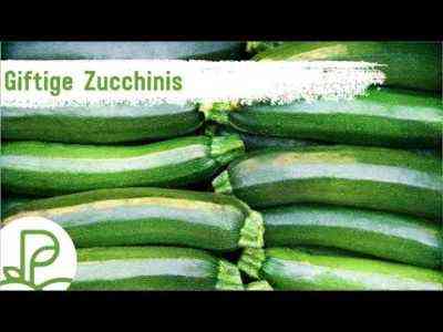 Die Ursachen der Bitterkeit in Zucchini