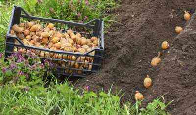 Die wichtigsten Methoden zum Anpflanzen von Kartoffeln