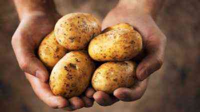 Die Wirkung von Kartoffeln auf den menschlichen Körper