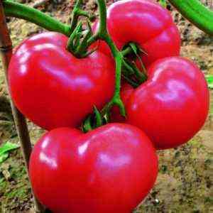 Eigenschaften der japanischen Tomatensorte