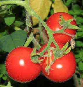 Eigenschaften der japanischen Zwergsorte Tomate