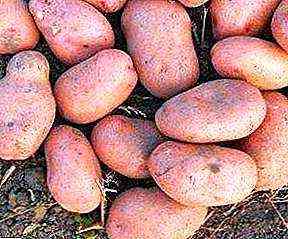 Eigenschaften der Kartoffel Slavyanka