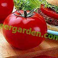 Eigenschaften der Rindfleischsorte Tomate