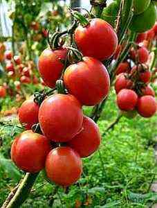 Eigenschaften der Tomate De Barao Tsarsky