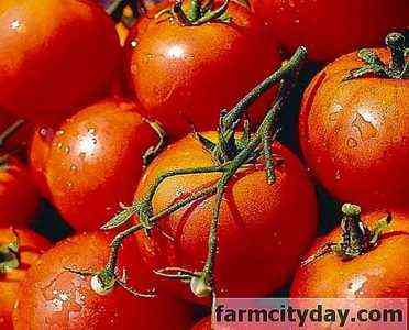Eigenschaften der Tomate Dubrava