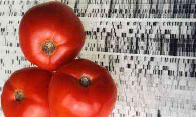 Eigenschaften der Tomatensorte Osterei