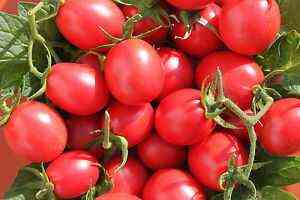 Eigenschaften der Tomatensorte Thais