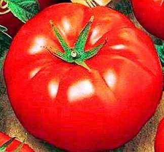 Eigenschaften der Tomatensorte Ural Giant