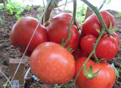 Eigenschaften der Tomatensorten Babushkino