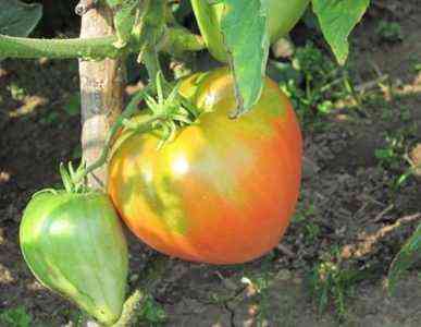 Eigenschaften der Tomatensorten Eupator