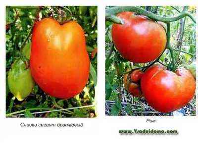 Eigenschaften der Tomatensorten Grandma's Secret