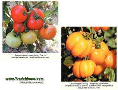 Eigenschaften der Tomatensorten Olesya