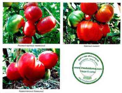 Eigenschaften der Tomatensorten Pink Mani 1