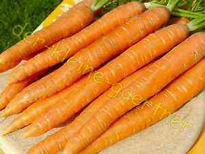 Eigenschaften von Karotten Kanada