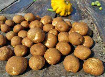 Eigenschaften von Kiwi-Kartoffeln