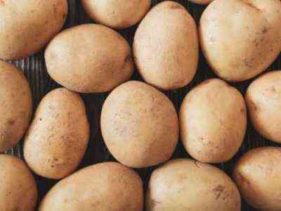 Eigenschaften von Lasunok-Kartoffeln