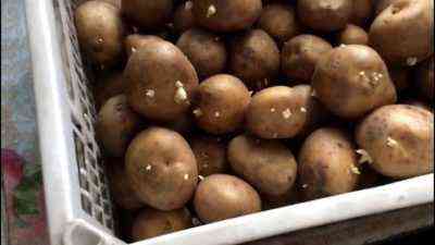 Eigenschaften von Scarb-Kartoffeln