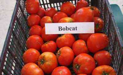 Eigenschaften von Tomaten Bobcat