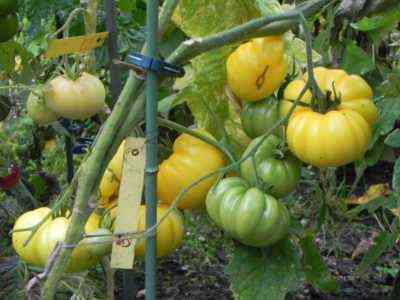 Eigenschaften von Tomaten der Sorte Nepas