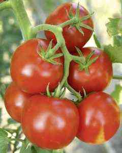 Eigenschaften von Tomatensorten Belle f1
