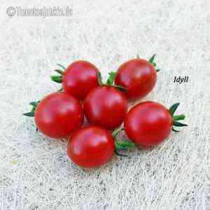 Eigenschaften von Tomatensorten GS 12