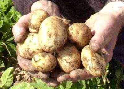 Eigenschaften von Vega-Kartoffeln