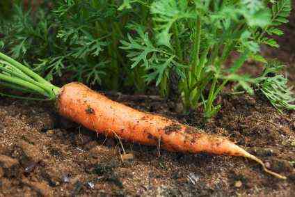 Frühlings-Karotten-Dünger