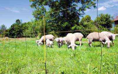 Grundregeln für die Fütterung von Schafen