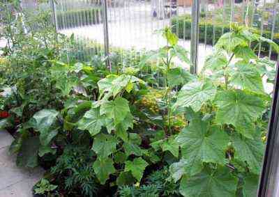 Gurken in einem Gewächshaus pflanzen und anbauen