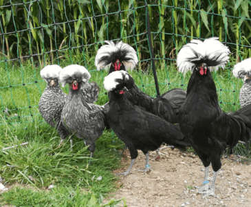 Häufige und seltene Hühnerrassen