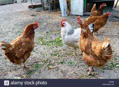 Hybride Redbro-Hühner