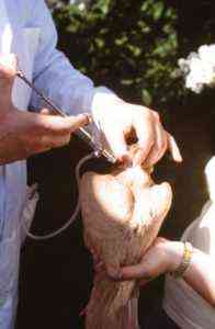 Impfung von Tauben