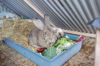 Ist es möglich, Gurken in die Ernährung von Kaninchen