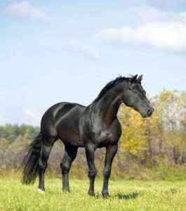 Karachaevskaya Rasse von kaukasischen Pferden