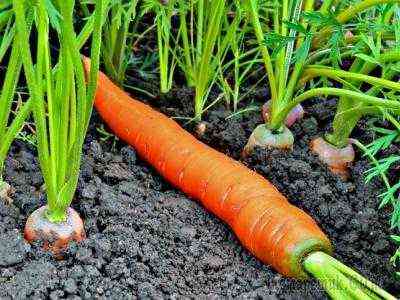 Karotten nach dem Auflaufen füttern