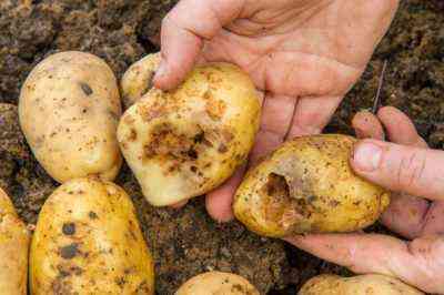 Kartoffelkrankheiten und Methoden