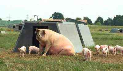 Kreuzungsmethoden für Farm Pig