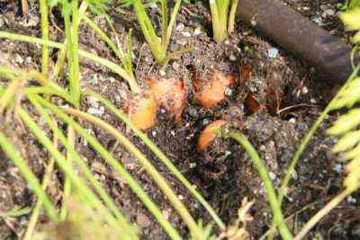 Merkmale der Bewässerung von Karotten nach der Keimung