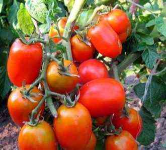 Merkmale der Tomatensorten Sibirischer Trumpf
