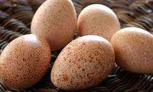 Merkmale von Bruthühnern aus Eiern