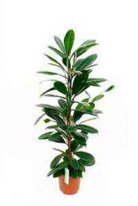 Merkmale von Ficus cyatistipula