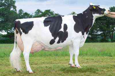 Milch Holstein Kuhrasse