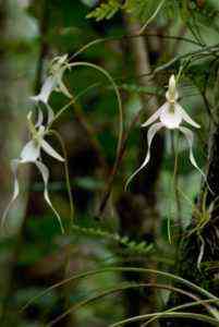 Mit wachsenden Orchideen Ghost