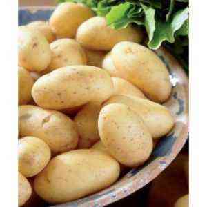 Niederländische Colombo Kartoffelsorte