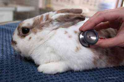 Pasteurellose bei Kaninchen und Behandlungsmethoden