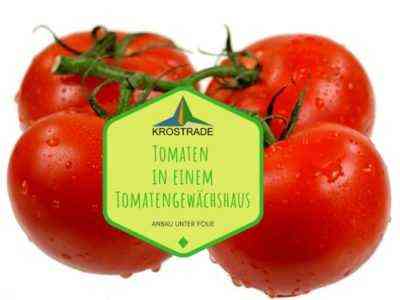 Regeln für das Beschneiden von Tomaten in einem