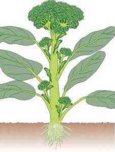 Regeln für das Pflanzen und Pflegen von Brokkoli